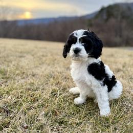 Samson - Black and white male Cavapoo puppy in Natural Bridge, Virginia from Rockbridge Puppies