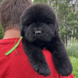 Boy 1 - Black male Newfoundland puppy in Nevis, Minnesota from Faithful Acres Newfs