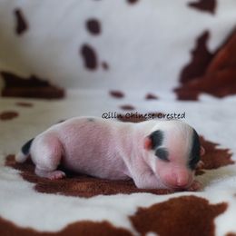 Chinese Crested Puppies from Qilin Chinese Crested