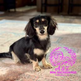 A&Z’s - Dachshund