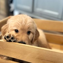 Golden Retriever Puppies from Rigdon Retrievers