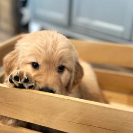 Golden Retriever Puppies from Rigdon Retrievers