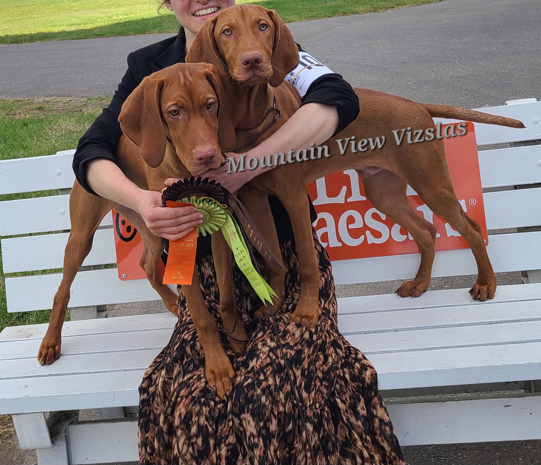 Red, 5-month-old puppy - Golden rust male Vizsla puppy in Bellingham, Washington from Mountain View Vizslas