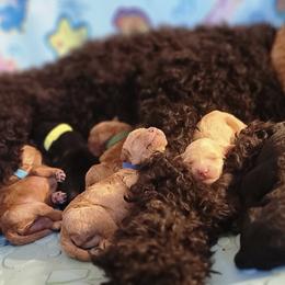 Goldendoodle Puppies from CT Doodlez