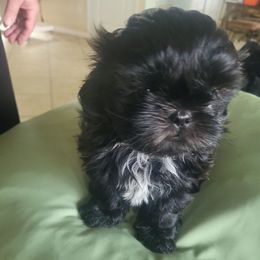 Boy 2 - Black and white male Shih Tzu puppy in Hudson, Florida from My Boujee Shih Tzu Life