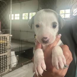 Yellow - Blue brindle male Whippet puppy in Corry, Pennsylvania from Sara's Whippets