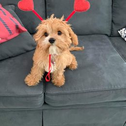 Cavapoo Puppies from Jessie's Puppies