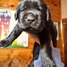 NASDAq - Black male Labrador Retriever puppy in Hartland, Vermont from Enlightened Labs