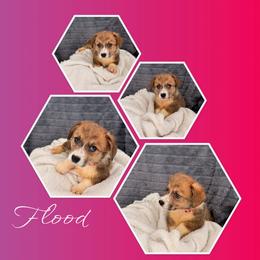 Flood - Sable female Pembroke Welsh Corgi puppy in Kiowa, Colorado from Cool Water Corgis LLC