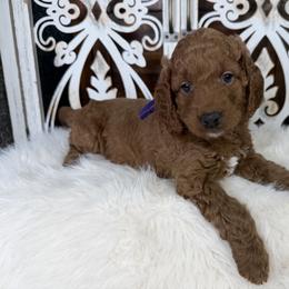 Goldendoodle and Poodle Puppies from Northern Heart Standards