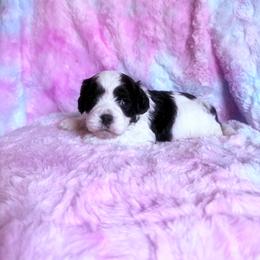 Baby Buddy - Black and white male Cavapoo puppy in Knoxville, Tennessee from Rocky Top Cavapoos
