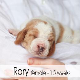 Rory - Red and white female Basset Hound puppy in Jefferson City, Missouri from Triple Hill Farm