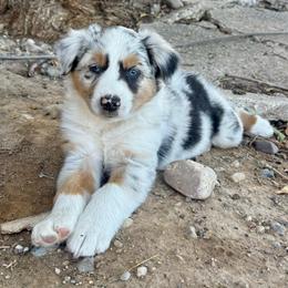 Butch - Blue merle male Australian Shepherd puppy in Preston, Idaho from KC Bar Ranch Aussies