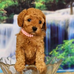Goldendoodle and Poodle Puppies from Poodles Perfected