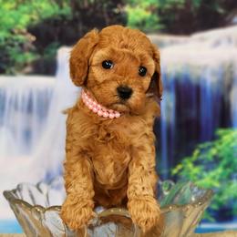 Goldendoodle and Poodle Puppies from Poodles Perfected