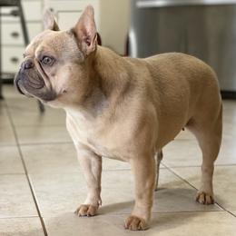 Boxers and French Bulldogs from Schuster Haus