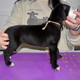 Four Roses - Black and white female Great Dane puppy in Chapmansboro, Tennessee from Balthrop Bend Farms