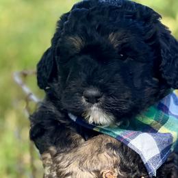 Boy 2 - Tri-color Bernedoodle puppy in Santa Barbara, California from K+C Doodles