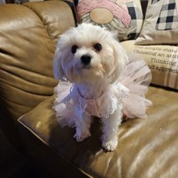 Lexi - Maltese