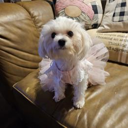 Lexi - Maltese