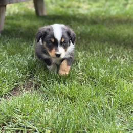 BTM - Black tri-color male Australian Shepherd puppy in Oakridge, Oregon from Middle Fork Australian Shepherds