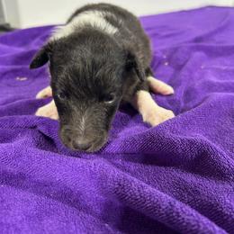 Yellow - Black and white female Shetland Sheepdog puppy in Fontanelle, Iowa from Jensen Farms Shelties