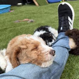 Tan and white( flash) - Apricot male Assorted Doodle Crosses puppy in Bedford, Pennsylvania from Dans Doodlez