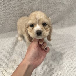 Honeybun - Buff and white female Cocker Spaniel puppy in Oklahoma City, Oklahoma from BRX Country Cockers LLC