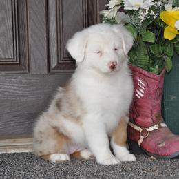 Australian Shepherd Puppies from Kim Rapps Australian Shepherds