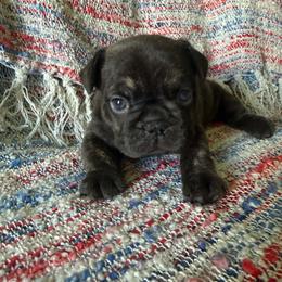 Liberty - Brindle female French Bulldog puppy in Carlisle, Ohio from Gibson Acres