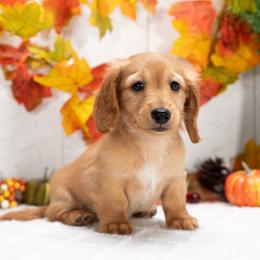Duke - Red male Dachshund puppy in Lagrange, Indiana from Royal Paws