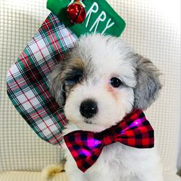 DOUGHNUT - Brown and white male Bernedoodle puppy in Houston, Texas from Pia’s Doodle Poodle Wag