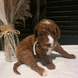 Chasten - Red  male Goldendoodle puppy in Bristol, Tennessee from Brasingtondoodles