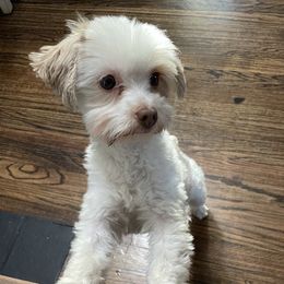 Charlie - Yorkshire Terrier