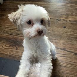 Charlie - Yorkshire Terrier