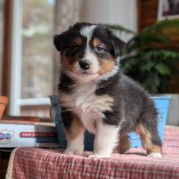 Girl 4 - Australian Shepherd puppy in Corydon, Indiana from Eulenberg Farm Australian Shepherds