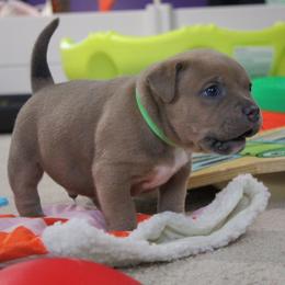 Micah - Blue fawn male American Bully puppy in Easton, Maryland from Night Court Bullies