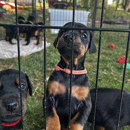 Pink - Black and rust female Doberman Pinscher puppy in Lynn, Michigan from Creekside Dobermans