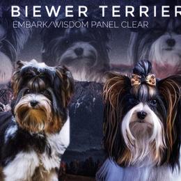 Biewer Terrier puppies from LPC Biewer Terriers