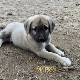 Mr Red - Anatolian Shepherd Dog puppy in Michigan from T&S Anatolians