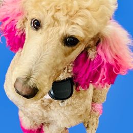 Milley - Poodle