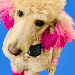 Milley - Poodle