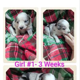Australian Shepherd and Great Dane Puppies from AEW Farm