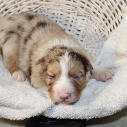 Twyla - Red merle female Australian Shepherd puppy in Honey Brook, Pennsylvania from New Adventures Puppies