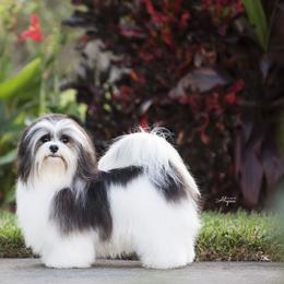 Australian Shepherds and Havanese from Celtic Brae Australian Shepherds & Havanese