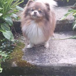 Cadence - Pomeranian