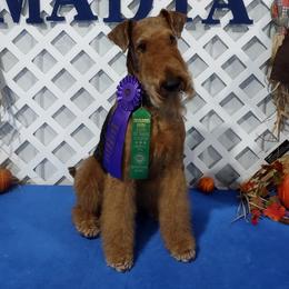 Airedale Terriers from Black Opal