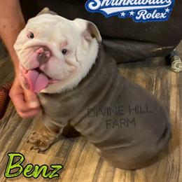 Benz (Shrinkabull) 2500 dollars - Tricolors male French Bulldog puppy in Cullman, Alabama from Divine Hill Farm