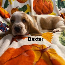 Baxter - Red and white male Basset Hound puppy in Ringling, Oklahoma from BnL Bassets