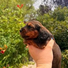 Dachshund Puppies from Aradox Show Dogs